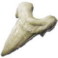 Megalodon Tooth