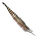 Rock Drake Feather