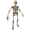Skeleton