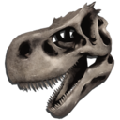 Rex Skeletal