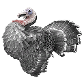 ActualTurkeyHat